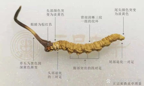 三白汤中医功效-古方三白汤的功效与作用网 :分享古方三白饮图片-古方三通汤的功效与作用知识